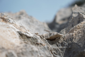 Stone with blurred background