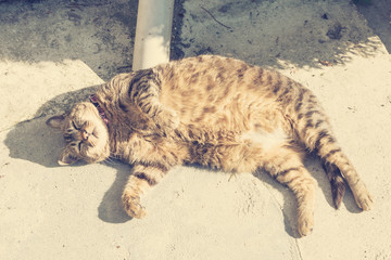 Fat Cat lying on the sidewalk light