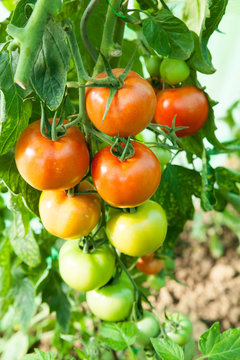 tomates bio en train de murir dans une serre