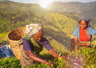 Women Tea Pickers Sri Lanka Harvesting Agricultural Concept
