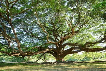 Fototapeten big tree © porbital