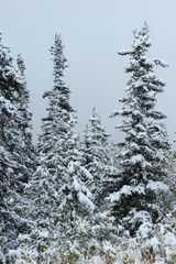 Fototapeta na wymiar snow in alaska