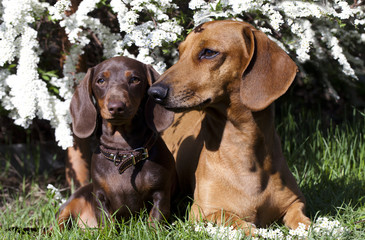 spring flowers and a tvo dachshund on a background of the garden