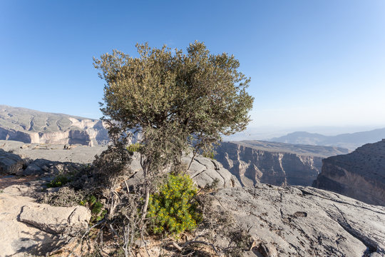 The Grand Canyon In Oman