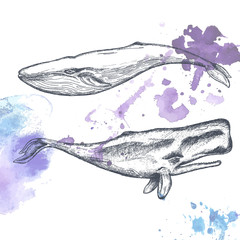 Naklejka premium Hand drawn whales. 