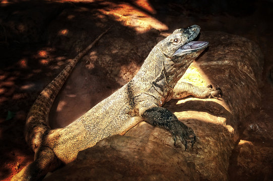 The Komodo dragon in a zoo. Big lizard with open mouth