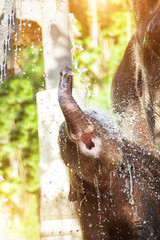 Happy baby elephant is taking shower in the river.
