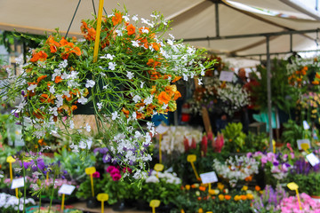 Street flower shop with colourful flowers