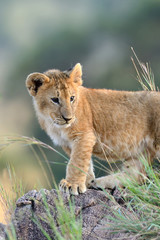 Lion cub © byrdyak