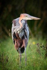 Heron in a grass on river coast