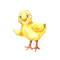 Hand drawn chicken, funny chick in watercolor