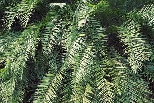 green tropical thicket