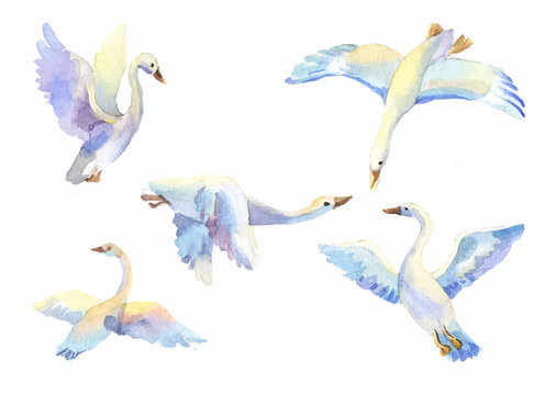 set of flying swans in watercolor. Hand drawn elements suit for