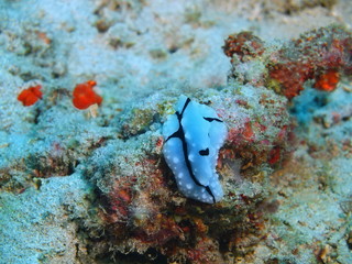 Naklejka na ściany i meble True sea slug, Island Bali