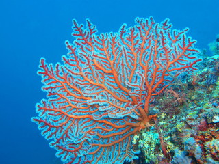 Fototapeta premium Koral gorgoński, wyspa Bali