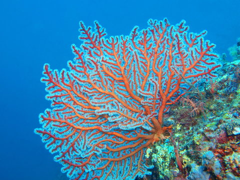 Gorgonian coral, Island Bali