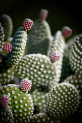 Edible prickly pear cactus with ripe fruits