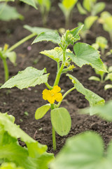 Seedling of cucumber on tidy garden  in greenhouse