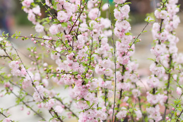 Blooming sakura tree in spring park