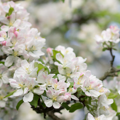 Blossoming apple tree twig with white flowers