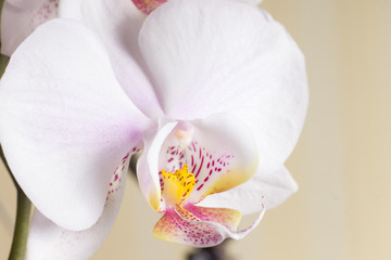 Close up image of orchid phalaenopsis flower