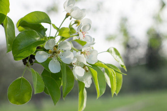 Blossoming pear tree twig with white flowers.