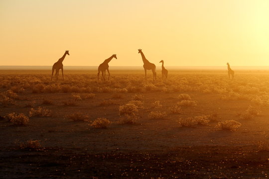 Herd of giraffes at sunrise