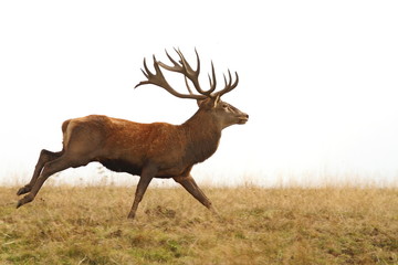 beautiful red deer stag running
