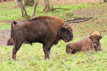 big european bison