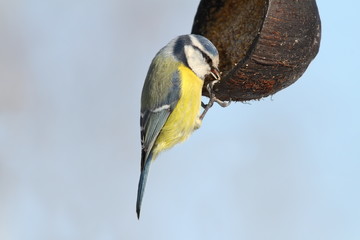 blue tit hanging on lard feeder