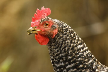 close up of mottled hen