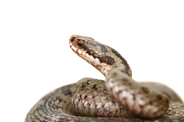 closeup of vipera berus over white