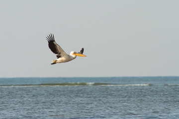 Fototapeta na wymiar great pelican in flight over sea