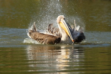 great pelican playing on lake