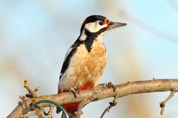 great spotted woodpecker on branch