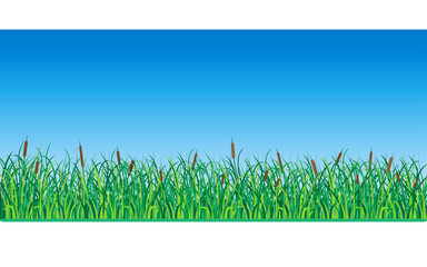Grass and Reeds. Vector Illustration.
