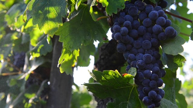 Grapes growing in vineyard
