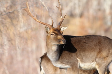 outdoor portrait of fallow deer buck