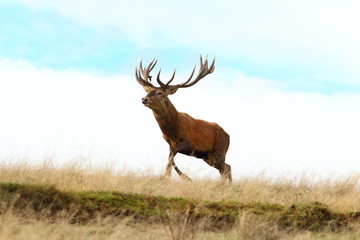 red deer buck running on top of a hill