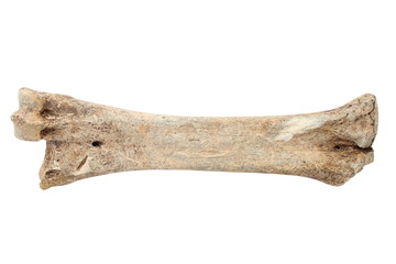 red deer cannon bone