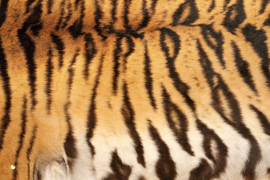 real tiger stripes on animal skin
