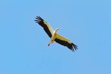 white stork in flight over blue sky