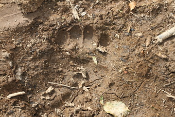 wild brown bear footprint in mud