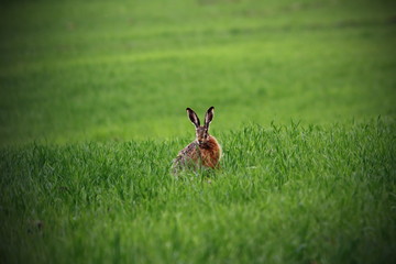wild hare in green field