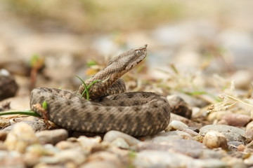 young horned european viper on ground