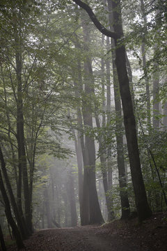 Fototapeta Morgennebel im Wald