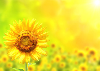 Obraz na płótnie Canvas Bright yellow sunflower on green background