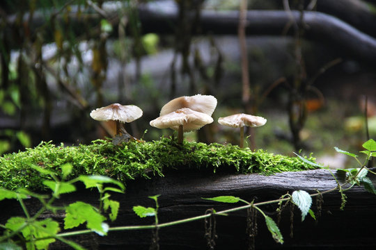 Group of beautiful mushrooms in the moss