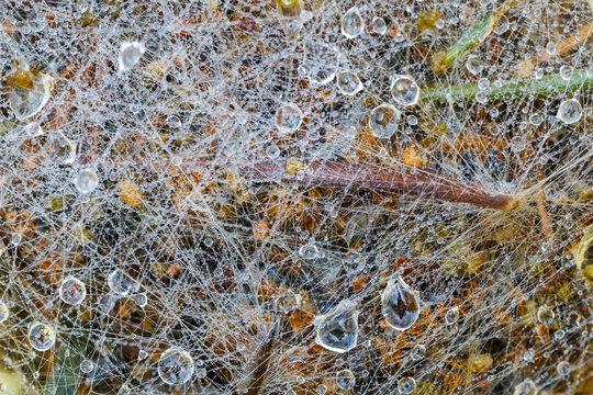 Gotas de rocío sobre hilos de seda de nido de Procesionaria del pino. Thaumetopoea pityocampa.