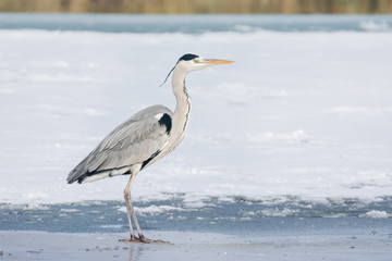 Grey Heron standing in the snow, a cold winter day